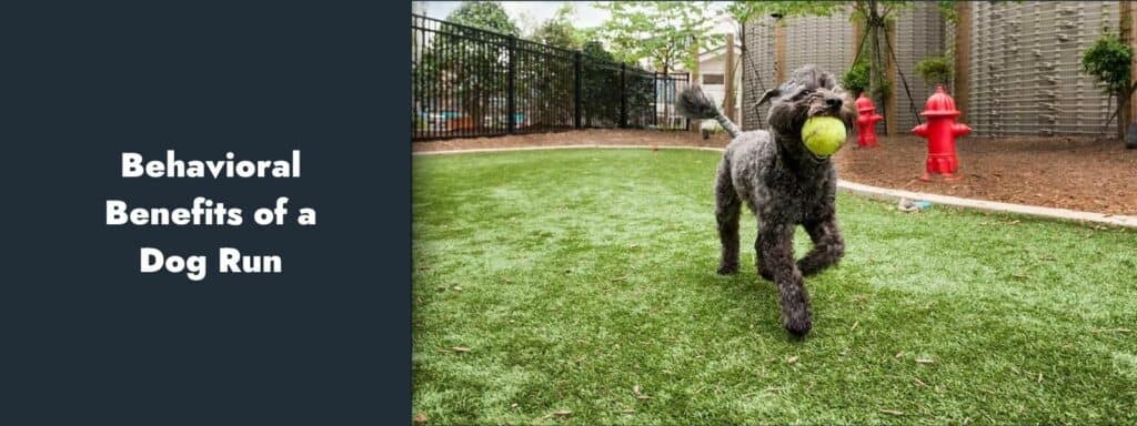 Behavioral Benefits of a Dog Run