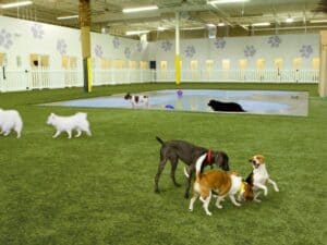Dog & Pet Care Facilities