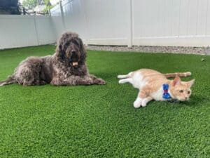 Dog Runs Pet Areas